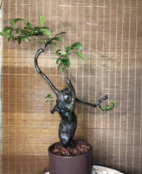 金弹子十大名贵品种有哪些