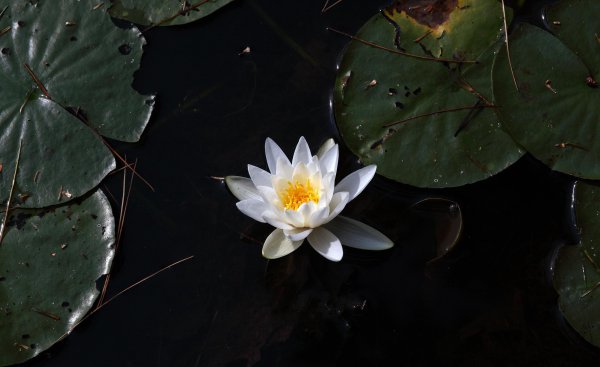 沉水植物有哪些品种