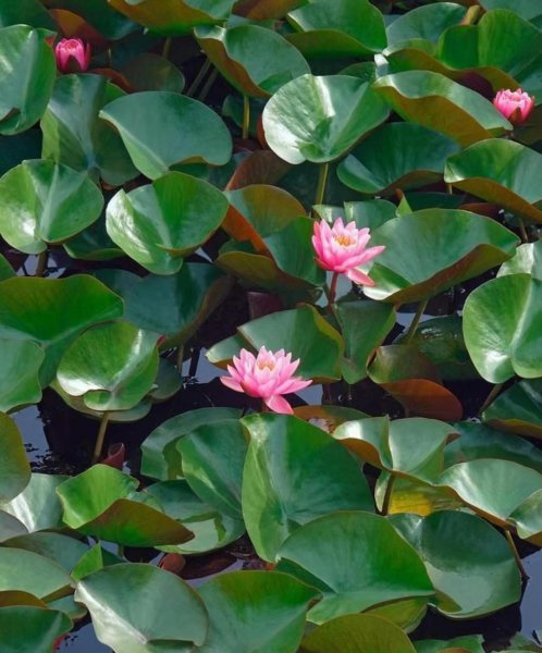 沉水植物有哪些品种