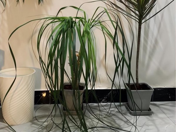 铁树开花对家庭的运气有影响吗