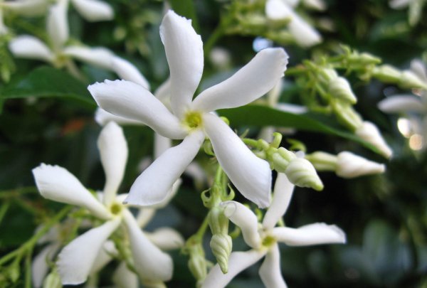 风车茉莉花期开多久