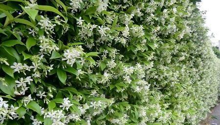 风车茉莉花期开多久