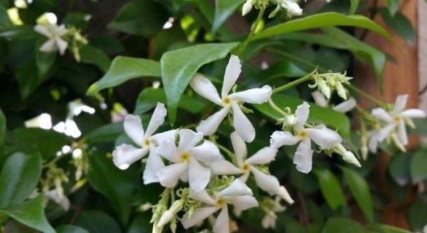 风车茉莉花期开多久