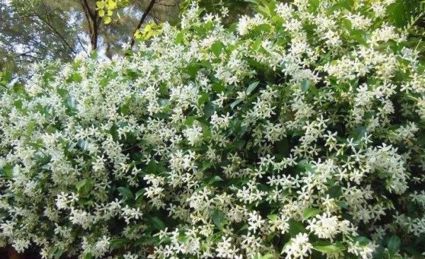 风车茉莉花期开多久