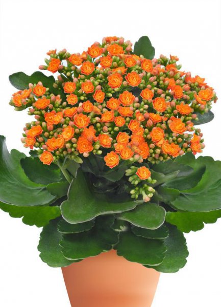 长寿花什么时候开花