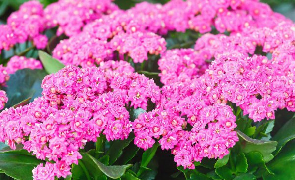 长寿花什么时候开花