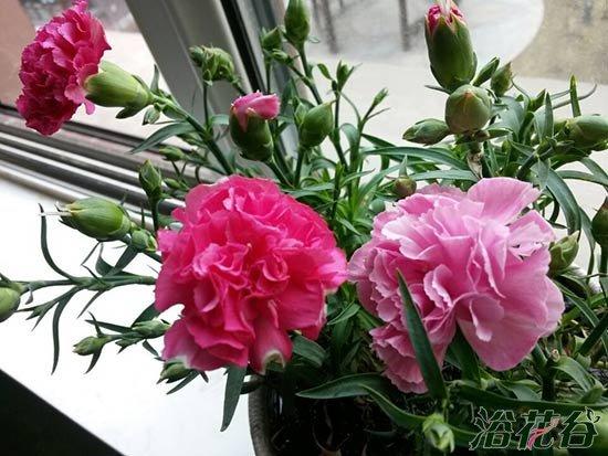 康乃馨一年开几次花期