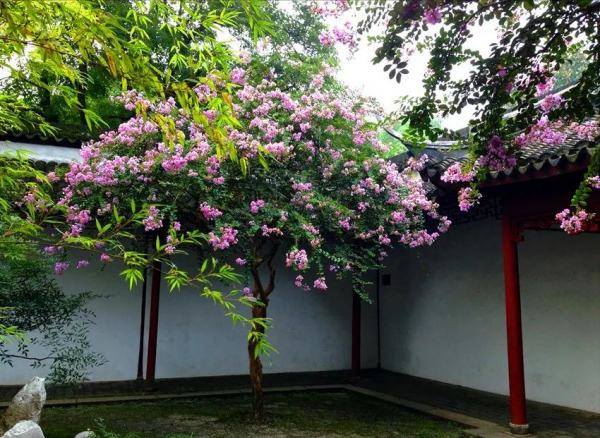 后院适合栽什么树旺家风水好