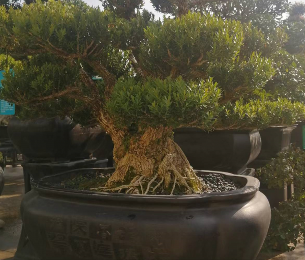 后院适合栽什么树旺家风水好