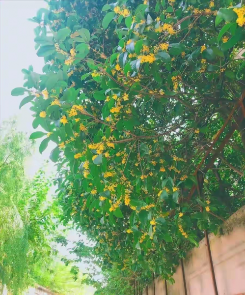 后院适合栽什么树旺家风水好