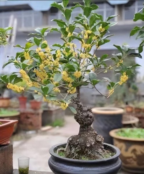 后院适合栽什么树旺家风水好