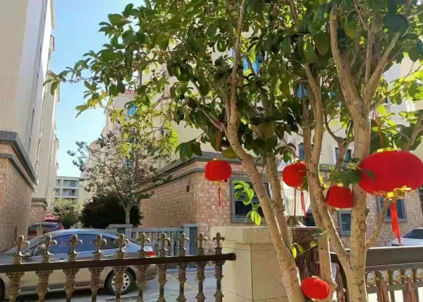 后院适合栽什么树旺家风水好
