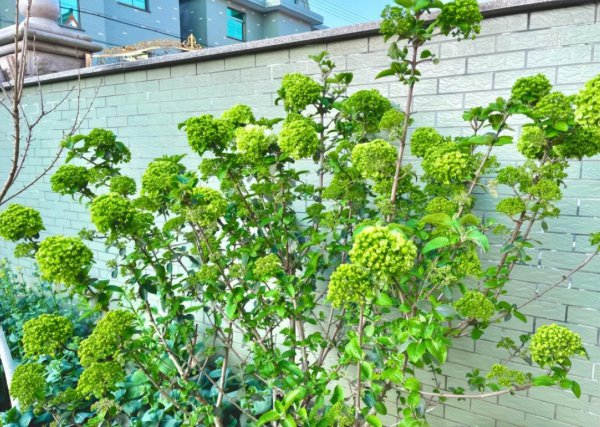 后院适合栽什么树旺家风水好