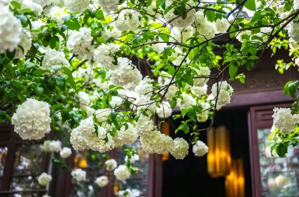 后院适合栽什么树旺家风水好