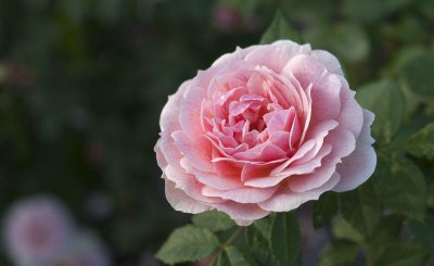 黄月季花语是什么 介绍黄月季最有名的品种