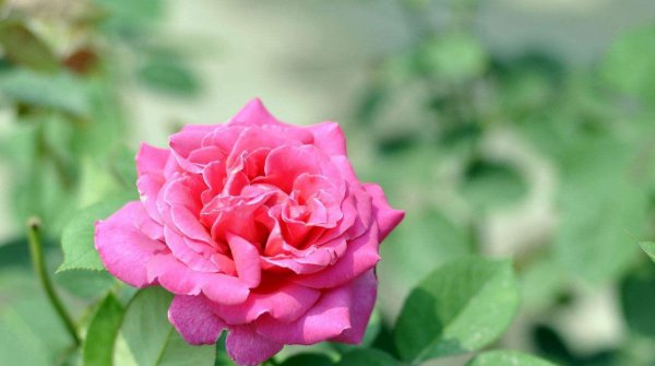 黄月季花语是什么