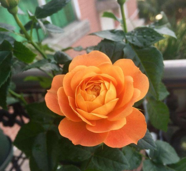 黄月季花语是什么