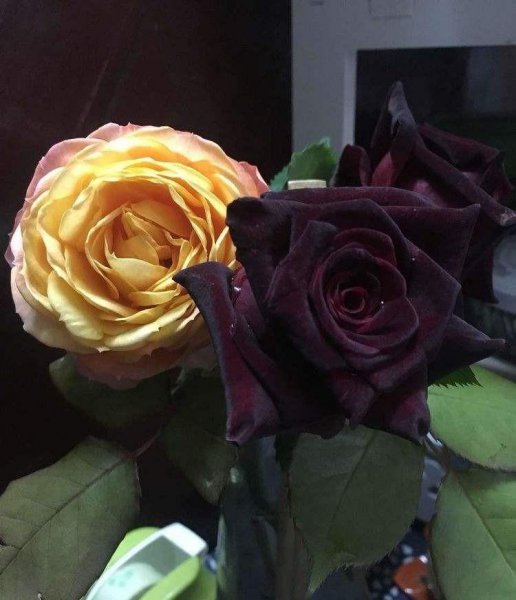 黄月季花语是什么