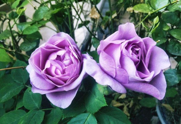 黄月季花语是什么