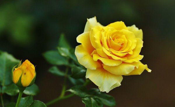 黄月季花语是什么