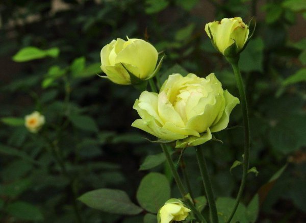 黄月季花语是什么