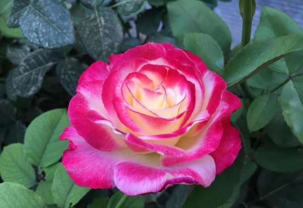 黄月季花语是什么