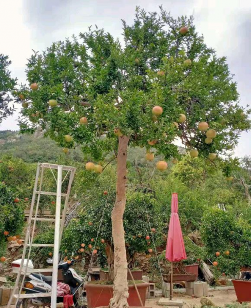 门口种什么树对风水好又招财