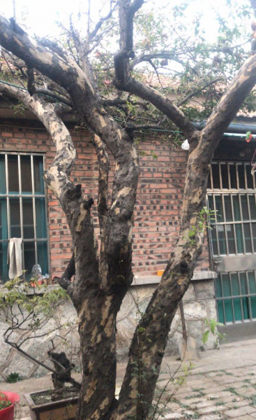 门口种什么树对风水好又招财