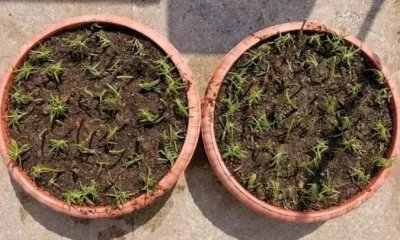 盆栽太阳花怎么种植方法 分享太阳花养爆盆的技巧