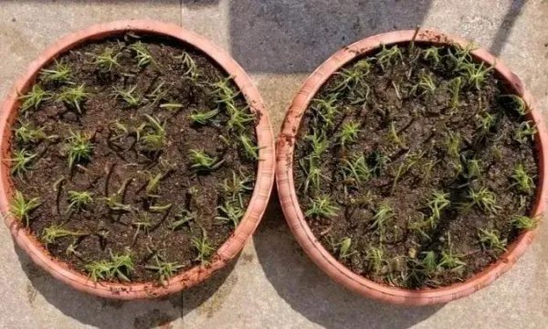 盆栽太阳花怎么种植方法