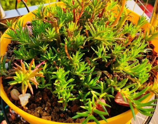 盆栽太阳花怎么种植方法