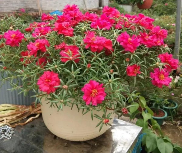 盆栽太阳花怎么种植方法