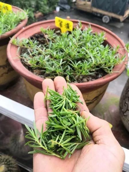盆栽太阳花怎么种植方法