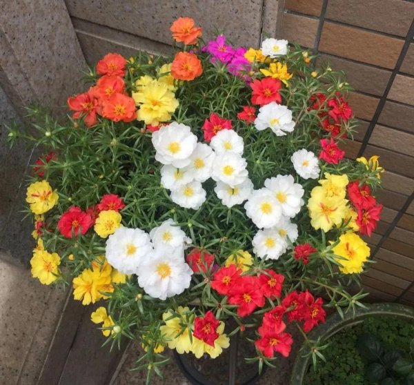 盆栽太阳花怎么种植方法
