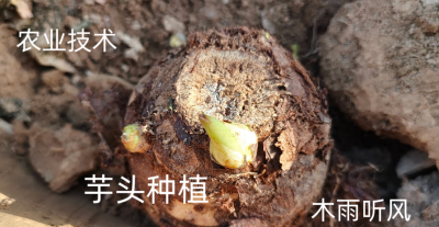 芋头适合什么土壤种植 芋头的种植方法与管理