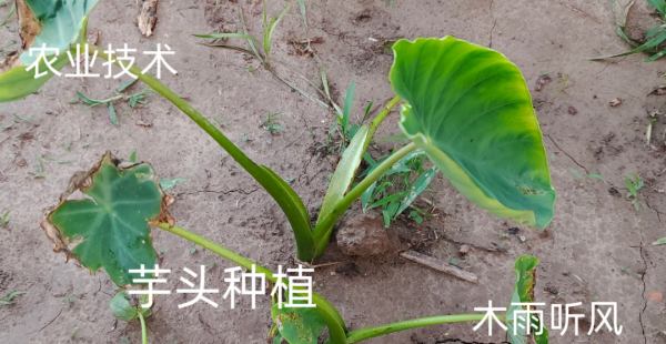 芋头适合什么土壤种植