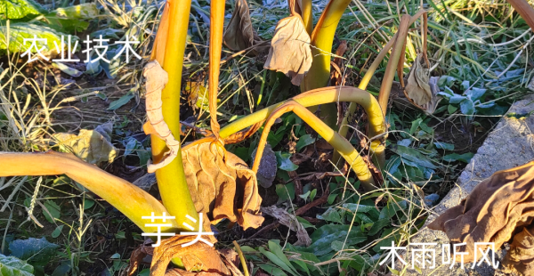 芋头适合什么土壤种植