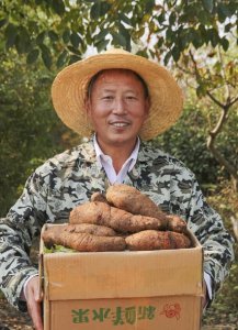 山药什么时候种植好 山药的种植方法与技术