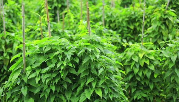 山药什么时候种植好