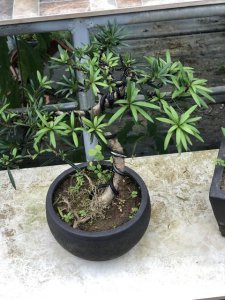 顶级罗汉松盆景图片大全 罗汉松的开花时间