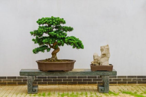 顶级罗汉松盆景图片大全