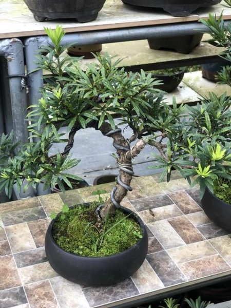 顶级罗汉松盆景图片大全