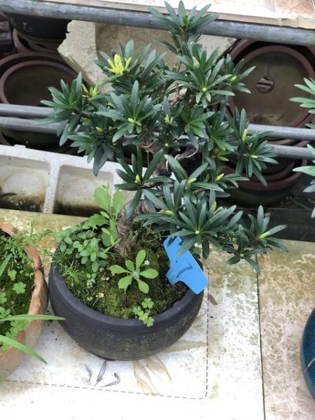 顶级罗汉松盆景图片大全