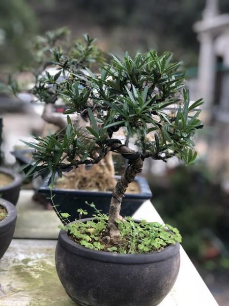 顶级罗汉松盆景图片大全