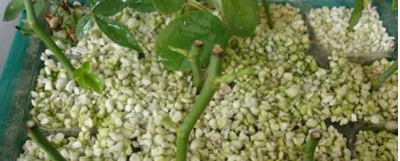 桂花扦插时间与方法 桂花繁殖最简单的方法