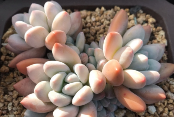 香水多肉怎么养护和浇水