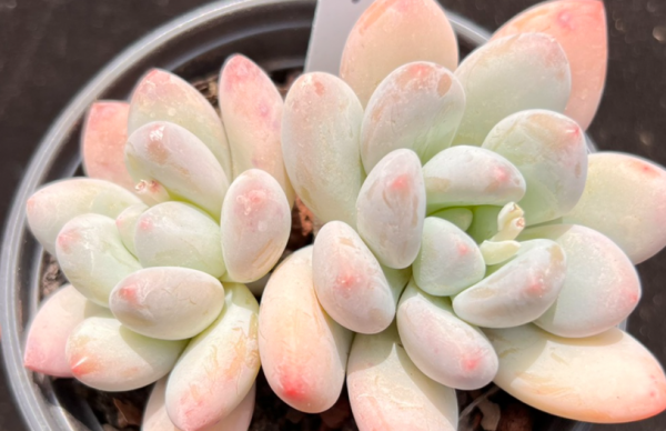 香水多肉怎么养护和浇水