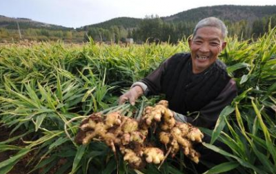生姜什么时候种植最合适 生姜的种植时间和方法