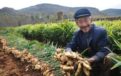 生姜什么时候种植最合适