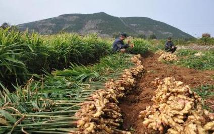 生姜什么时候种植最合适